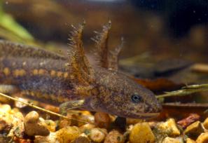 Order Urodela - Salamanders v Respiration- wide array of respiratory mechanisms!