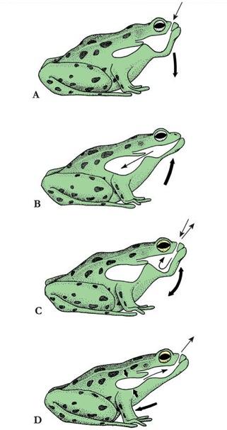 v Respiration and Vocalization Amphibians use 3 respiratory surfaces for gas exchange in air: 1. Skin provides cutaneous breathing 2.