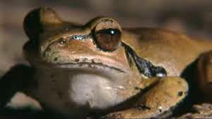 Lungs are usually present in adults Frogs and toads depend on lung breathing more than salamanders Skin is critical during winter