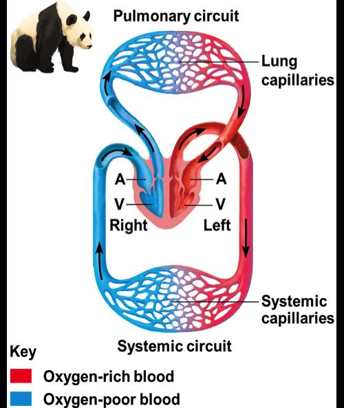 lungs facilitate rapid gas exchange v Mammals and birds have a four-chambered heart with two atria and two ventricles v Left side of the heart pumps and receives only oxygenrich blood;