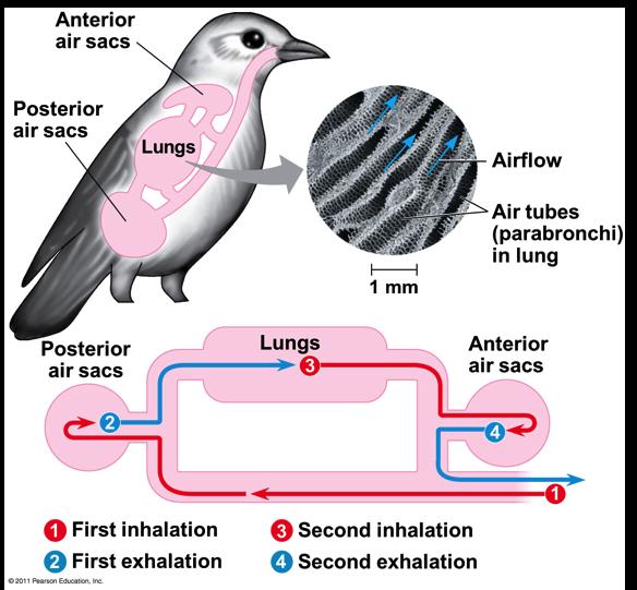 air flowing through lungs v Air passes through lungs in one direction only v Every exhalation completely renews the air in the lungs The Origin of Birds v Birds probably descended from