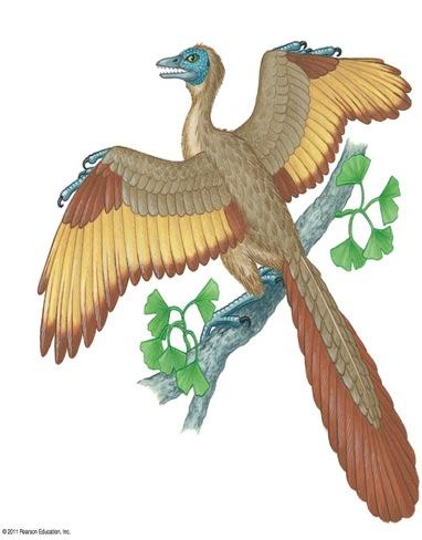 lift when they jumped Gain traction running up hills Glide from trees v By 150 MYA, feathered theropods had evolved into birds v Archaeopteryx remains the oldest bird known Airfoil wing