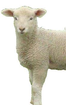 Paste your Lamb s Photo Here My Pet Lamb Diary Name Age