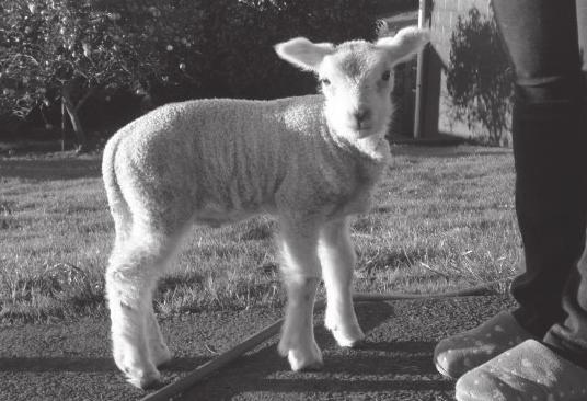 Your Lamb s Training Diary You will need to train your lamb to walk forward beside you, to turn, and to stop to get ready for pet day.
