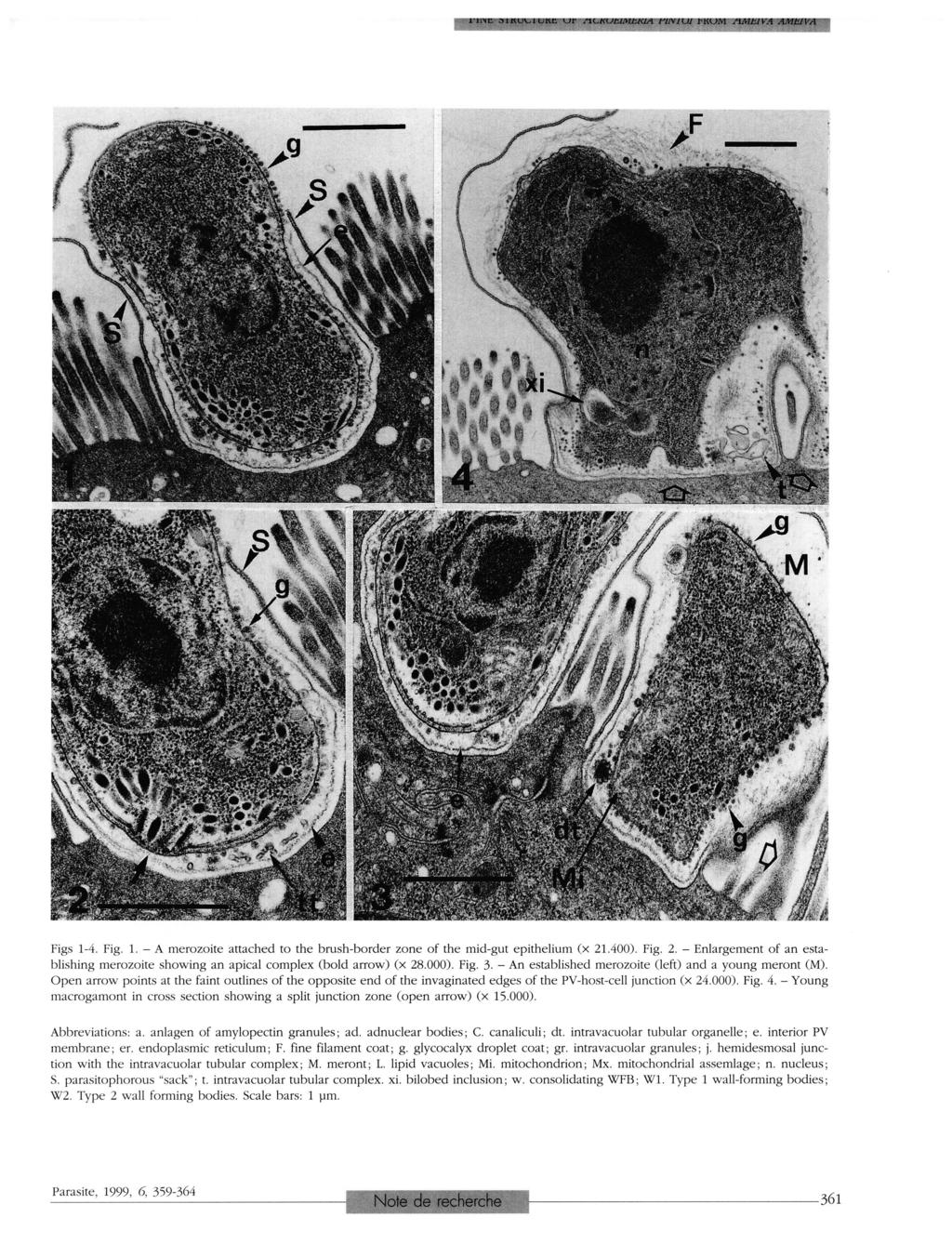 Figs 1-4. Fig. 1. - A merozoite attached to the brush-border zone of the mid-gut epithelium (x 21.400). Fig. 2. - Enlargement of an esta blishing merozoite showing an apical complex (bold arrow) (x 28.