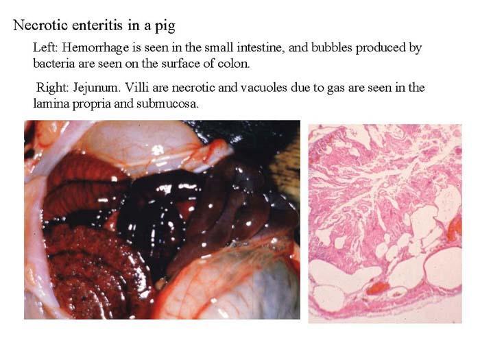 exhibit anemia, icterus, Icterus and hemoglobinuria of the gums - Dying rapidly Neonatal piglets: Necrotizing enterocolitis Neonatal foals: Hemorrhagic diarrhea Icterus of the eyes Domestic poultry:
