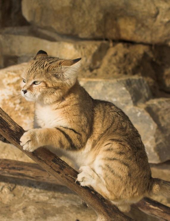 6. SAND CAT What type of habitat do these cats live in? Use the information boards to find out: a. How hot it gets during the day in the Sahara C b.