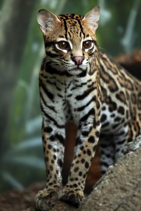 7. OCELOT What habitat does it live in? In what two ways is an ocelot similar to a soldier? 1. 2.