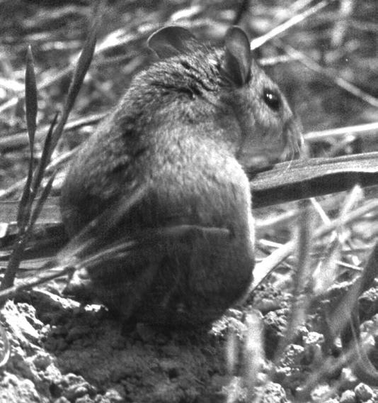 Potential Research Topics Over the past decade, researchers from the UC Davis and elsewhere have live-trapped small mammals in riparian areas of Decker Canyon and in chaparral near the research