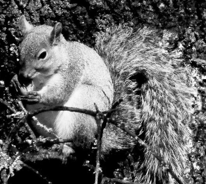 Rodents (Rodentia) Squirrels (Sciuridae) Two species of arboreal squirrels are found at Quail Ridge: the Sonoma chipmunk (Tamias sonomae) and the western gray squirrel (Sciurus griseus).
