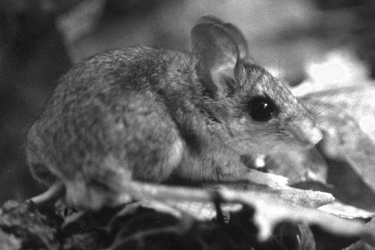 Three species of deer mice (genus Peromyscus) may occur at Quail Ridge, although only two have been documented to date.