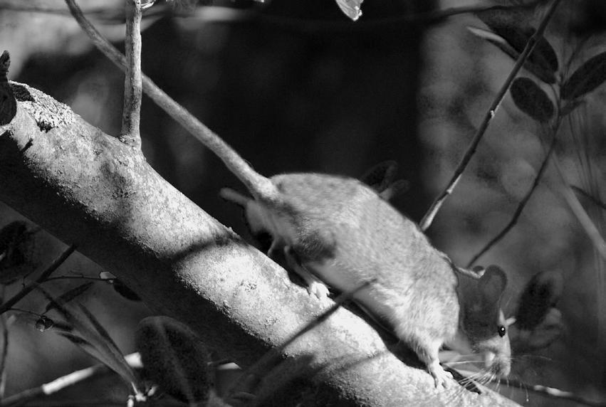 The tail is bicolored and generally shorter than the combined head and body length (about 90%). Adult deer mice (excluding pregnant females) typically weigh 14-20 g (0.49-0.71 ounces) at Quail Ridge.