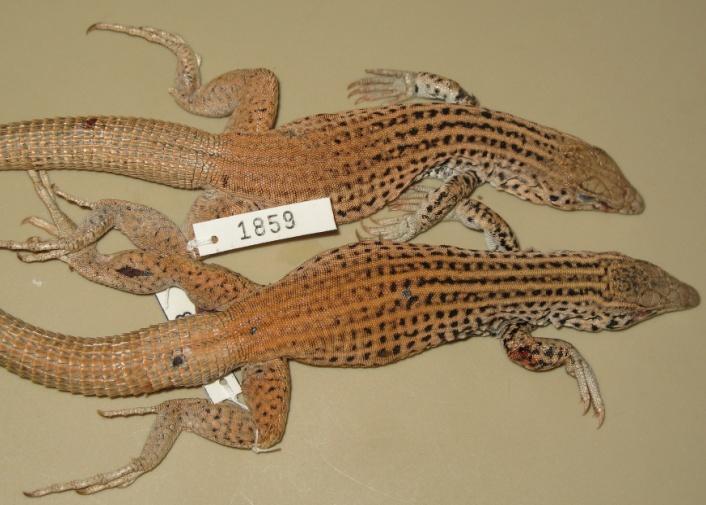 Herpetological Conservation and Biology patterns for blended dusky ground color and pale dorsal markings (e.g., sample from San Juan County, New Mexico). RESULTS Meristic variation.