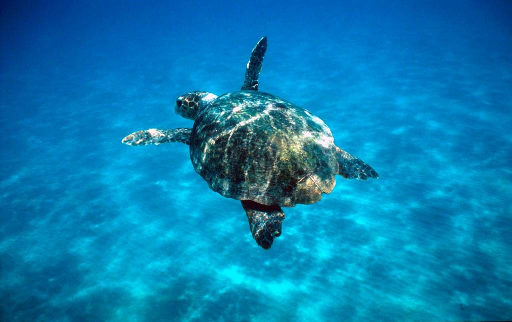 Loggerhead turtle (Caretta caretta). Michel Gunther / WWF Marine Turtles The Mediterranean is important for three species of marine turtle: the leatherback, green and loggerhead.
