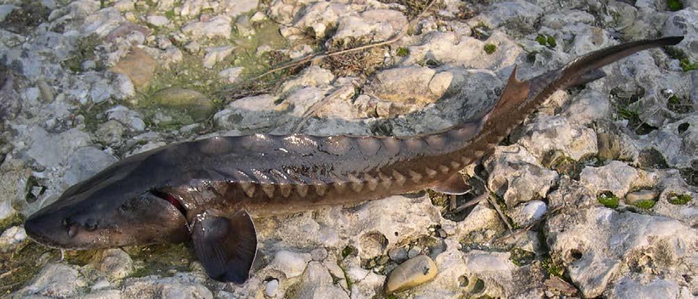 Lastampa.it /creative commons Sturgeons Sturgeon (Acipenseriformes) populations have experienced global declines over the past century, with local extinctions occurring in some species.