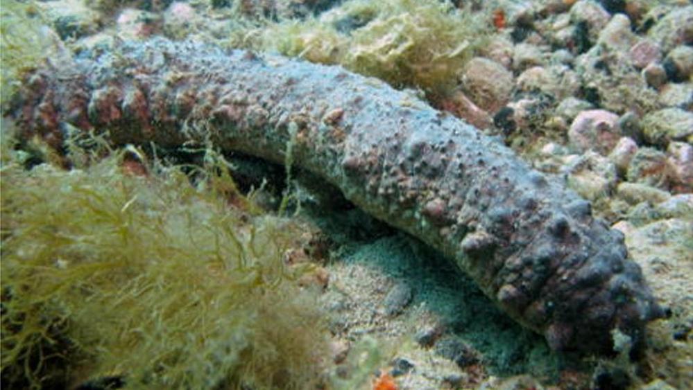 Lastampa.it /creative commons Sea Cucumbers Sea cucumbers (Holothuroidea sp.) are a group of echinoderms that are distributed across the world s oceans, including the Mediterranean.