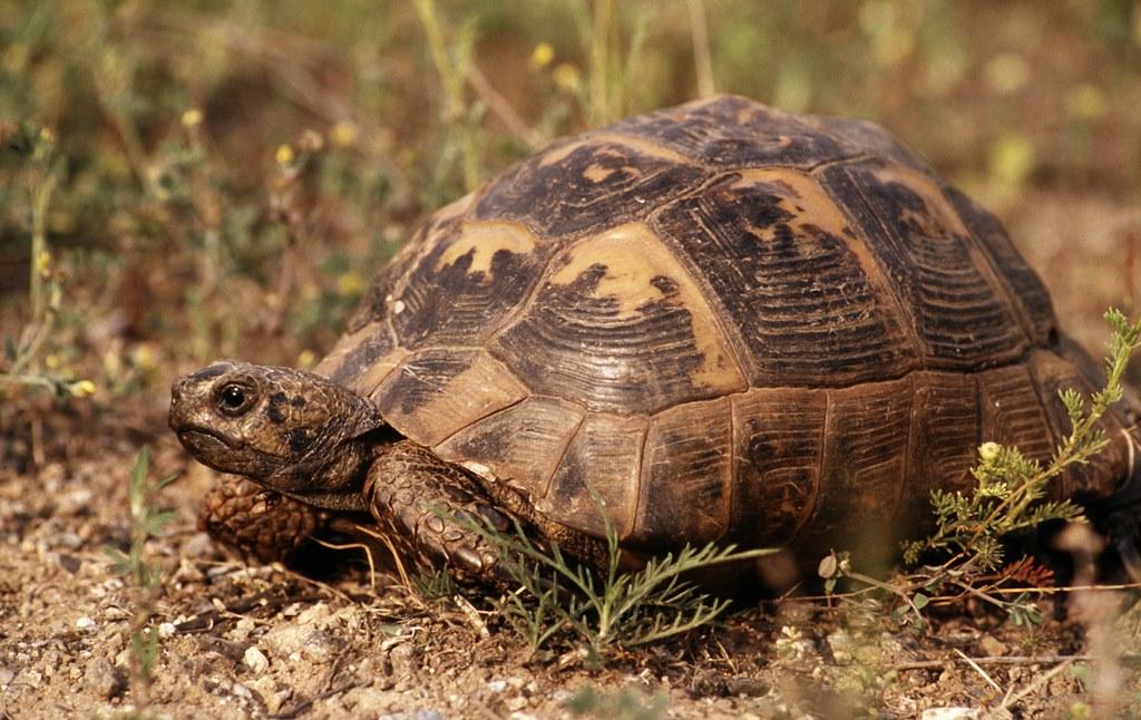 Michel Gunther/WWF Tortoises and Freshwater Turtles Around 50% of tortoises and freshwater turtles are listed as threatened on the IUCN Red List, with habitat loss and overexploitation cited as major