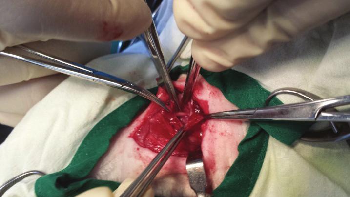 The cat was restrain in dorsal decubitus on a heated surgical table, we approached the esophagus by a ventral midline incision, separating the paired sternohyoid muscles and retracting the trachea to