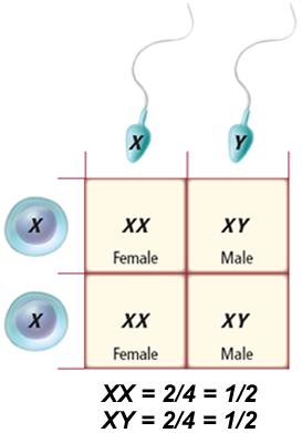 Sex Determination Sex chromosomes