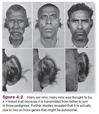 Hairy Ears: A Rare Y- linked Trait? Only males are affected. Sons of an affected father have hairy ears.