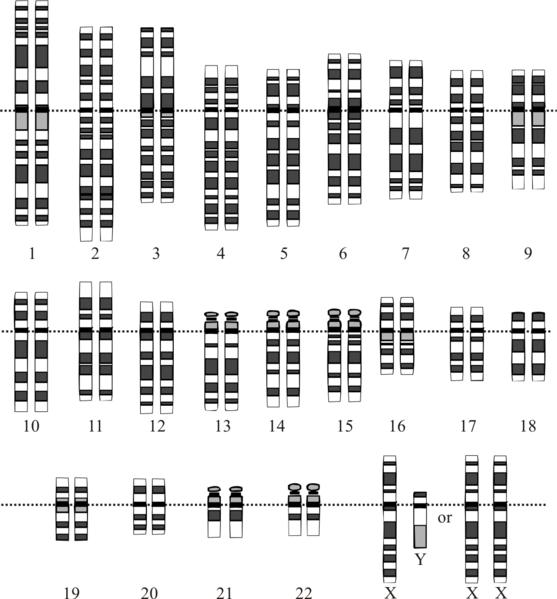 Consists of 23 pairs of chromosomes. Images are taken from diploid cells during mitosis.