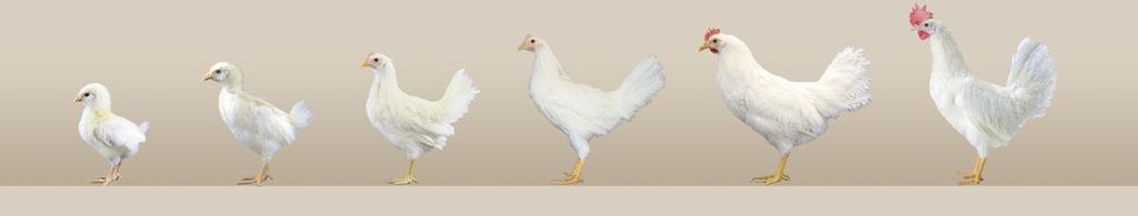 Growth and Development Focus on pullet rearing programs to optimize growth and development.
