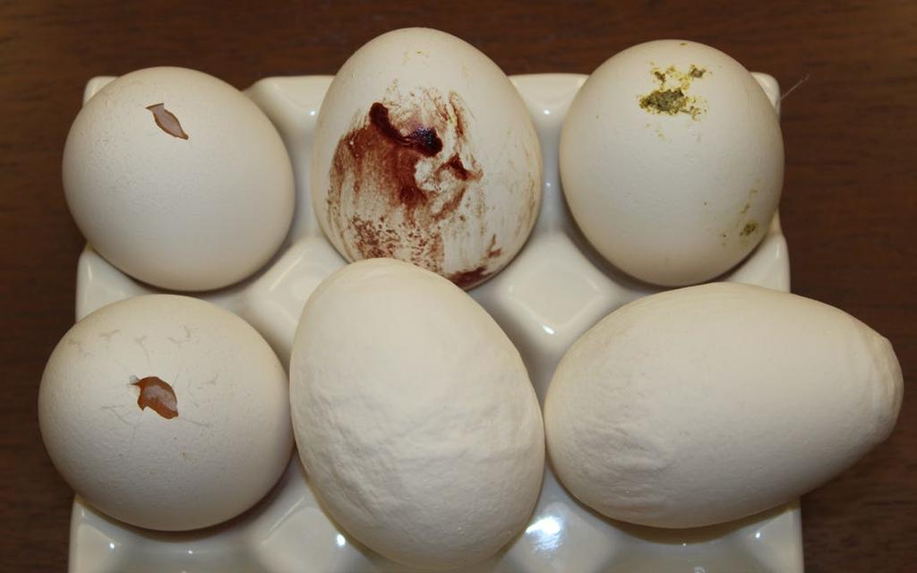Hatching Egg Care Hy-Line W-80 hatching eggs should weigh a minimum of 50 g from a flock at least 22 weeks of age.
