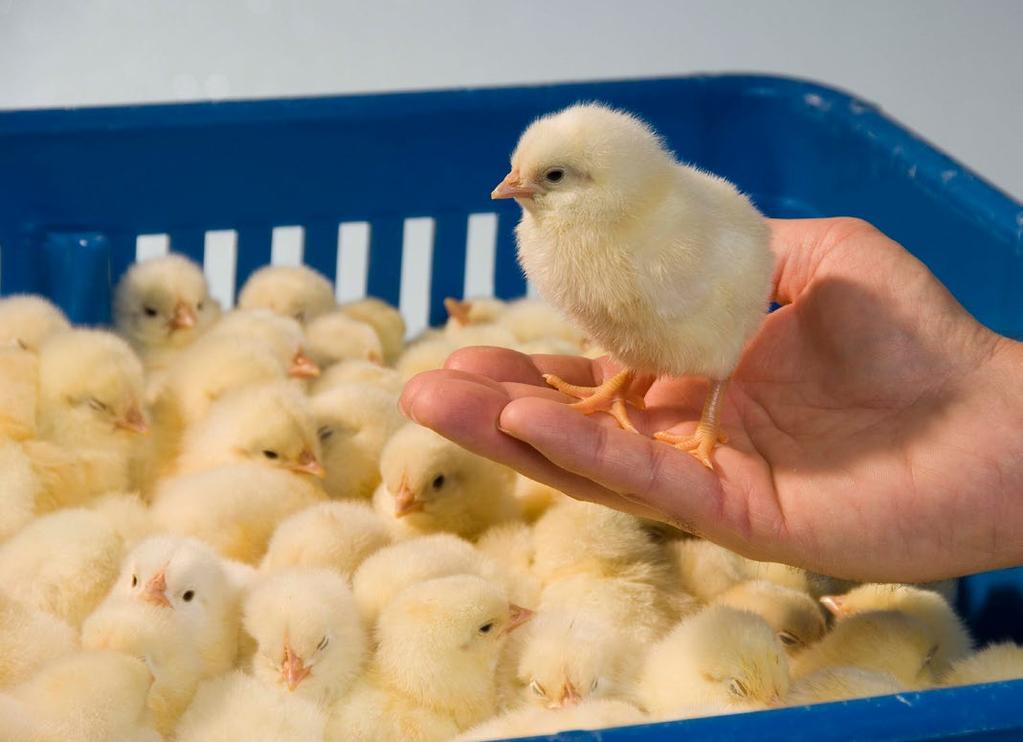 Incubation and Hatching Pre-warm hatching eggs to achieve maximum chick yield and uniformity of hatch time.