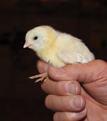 Brooding Recommendations Brood chicks in groups from similar aged breeder flocks. Brood male and female chicks separately from 0 4 weeks. Modify temperature as needed to meet chicks comfort needs.
