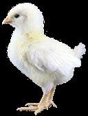 Chicks body weight should double between arrival on farm and 7 days of age. AGE AIR TEMP. (CAGE) AIR TEMP.