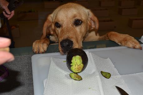 larvae Teach the canine to detect the larvae in a piece of fruit Teach