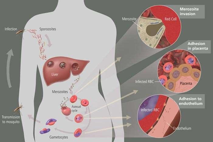 Diagram of Malaria Infection Infection is by