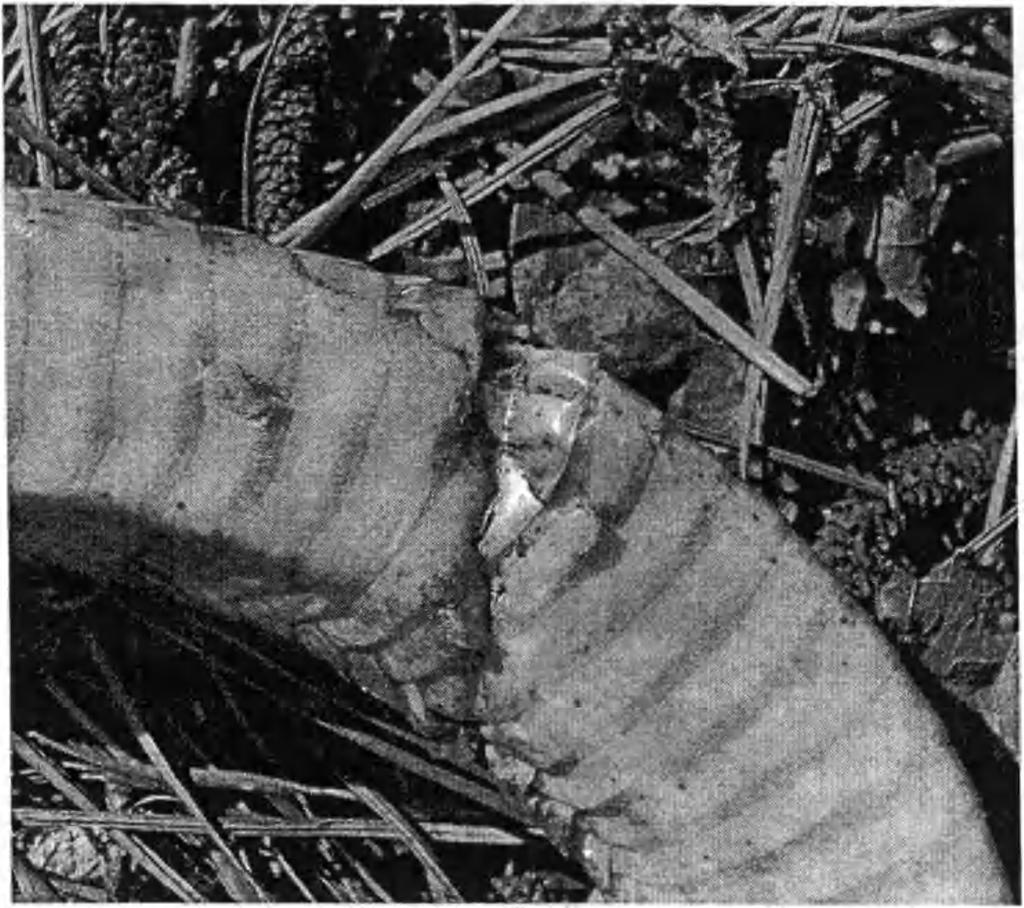 Snake Entanglement and Mortality Figure 2. Injury sustained by an adult Eastern Hog-nosed Snake (Heterodon platirhinos) while tangled in deer netting in Northampton County, Virginia. Photo by J.C. Mitchell.