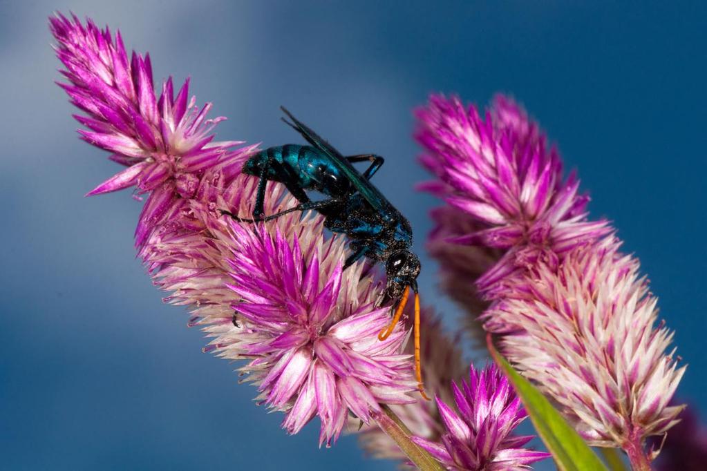 This big and brightly-colored wasp, So peaceful on the