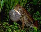 Fowler s toad Bufo fowleri Medium in size (5.1-7.