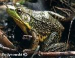 of skin goes around tympanum does not extend down back In Bull frogs and Green frogs can identify if male or female by the size of the tympanum Tympanum same