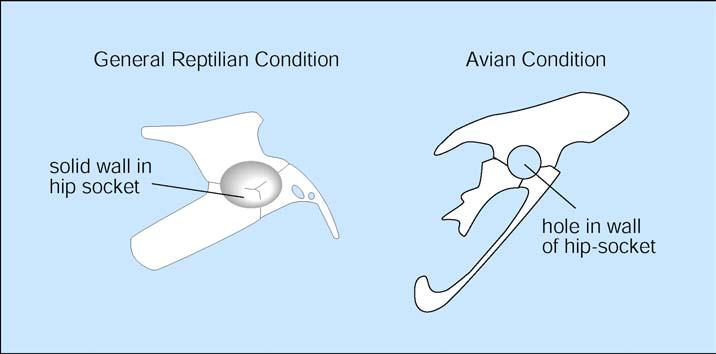 Owen reported that the pelvis and hindlimb are especially bird-like. One of the most important resemblances is in the sacrum, and the pelvis that attaches to it.