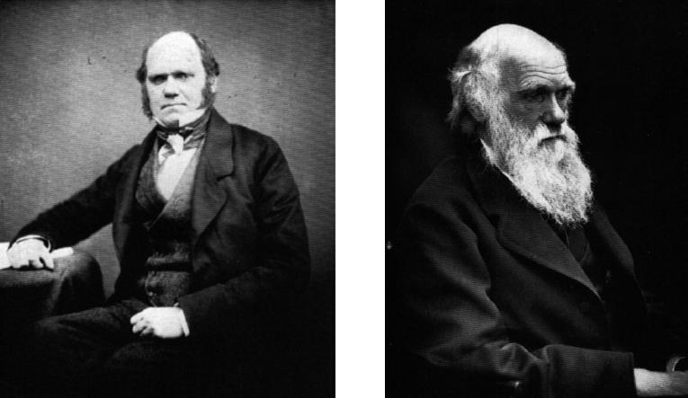 Darwinian Evolution Darwin's theory of evolution basically states that descent with modification is the process that has yielded today's diverse biota.