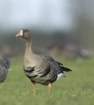 egyptian wintering geese