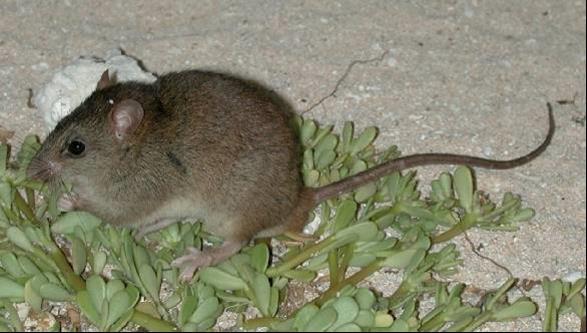 Bramble Cay melomys Last seen in 2009; no longer extant in 2014.
