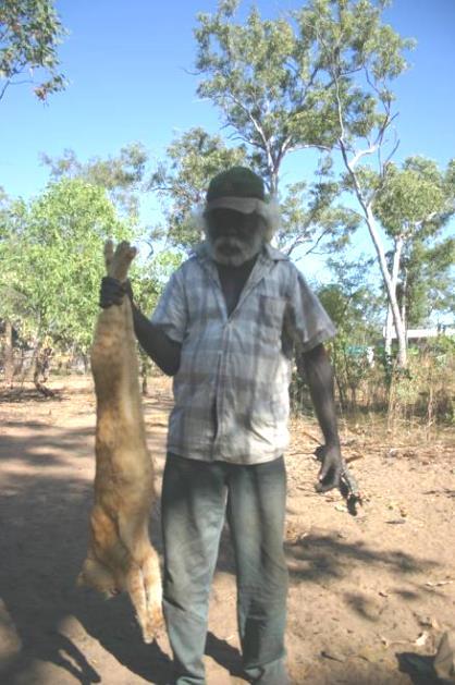 terrestrial mammals Feral cat with killed