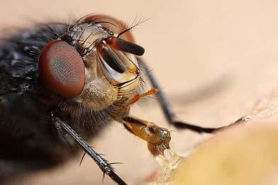 House flies and other flies (Order: