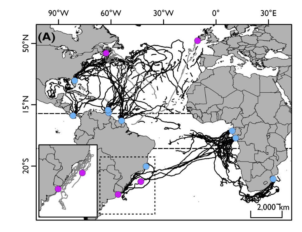 and satellite tracking information suggest that individuals in this subpopulation show migration patterns within the NW Atlantic (Fig. 1) (NMFS & USFWS 2013; Fossette et al. 2014).