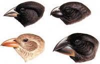 different shaped beaks depending on which