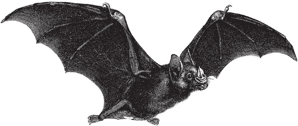 Bats Some hibernate in a state of torpor Decrease body metabolism by lowering temperature, heart rate, and breathing. Create a layer of brown fat.