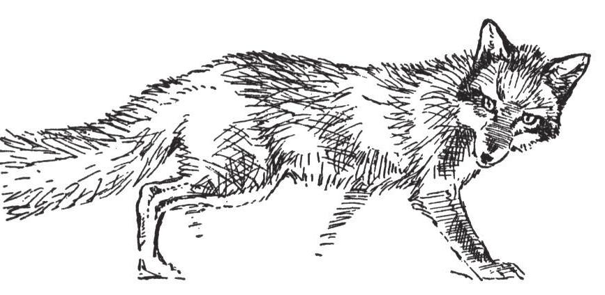 Animal Survival Information Cards American Porcupine Grows a dense coat.