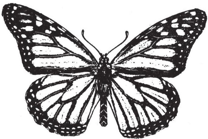 Animal Survival Information Cards Monarch Butterfly Migrates to coastal and southern areas.