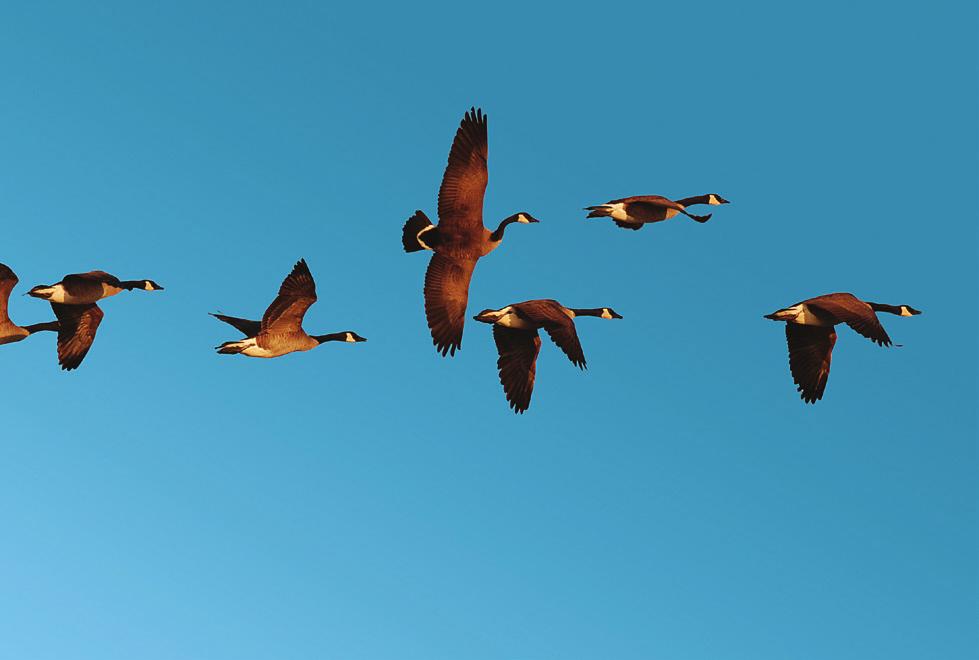 4 Animal behavior. Circle the correct words. 1 When geese migration / migrate, they follow their instinct to travel over long distances.