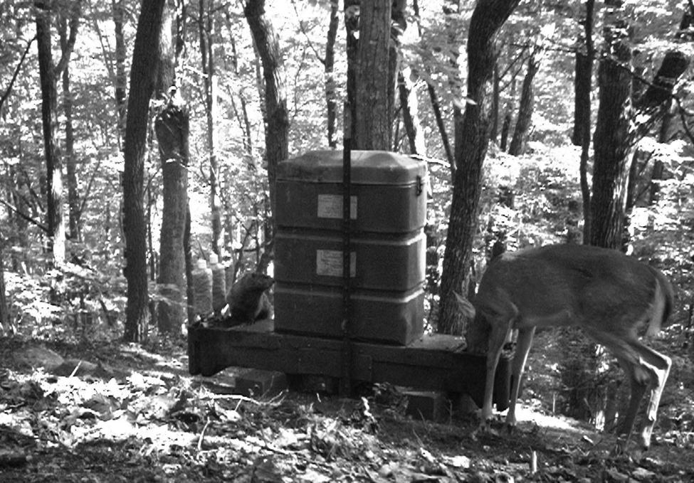 Figure 2.5 Trail camera picture of a squirrel, a woodchuck, and a deer utilizing a 4-poster acaricide applicator.