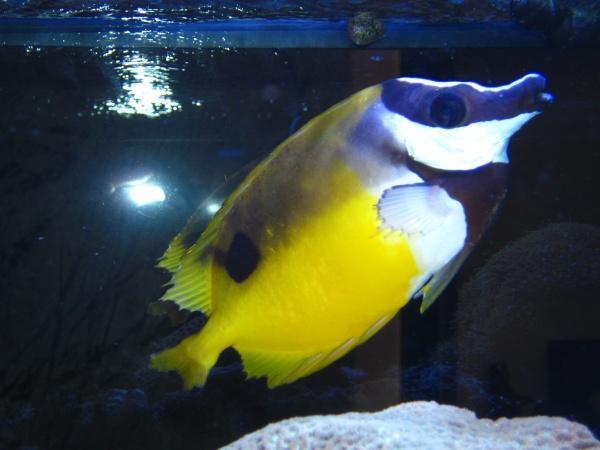 Disease/ Illness; Fin rot Symptoms; Edges of fins become ragged and look like they are